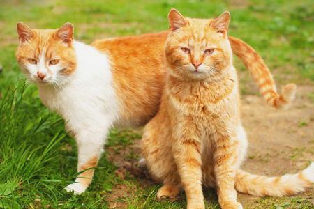 养2只母猫好吗