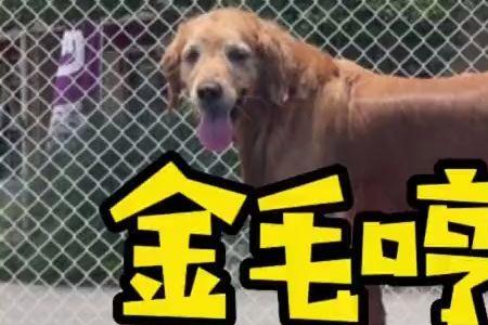 金毛幼犬一直哼唧的原因