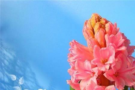 紫罗兰和水仙花哪个高贵