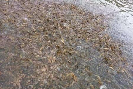 养泥鳅不死的小窍门