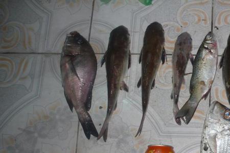 海鲶鱼为什么寿命就一年
