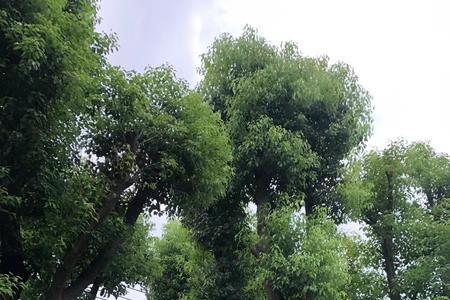 北方庭院可以种植香樟树吗
