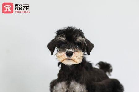 cku会员怎么查询狗狗血统