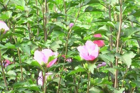 木槿花叶有刺吗