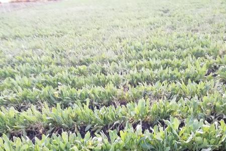 板蓝根种在地里咋收