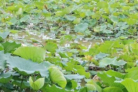 荷花池被太阳笼罩着对吗