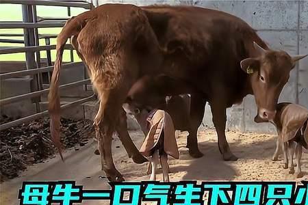 小牛最快几年生