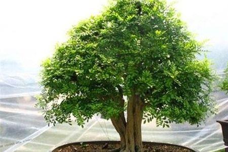 九里香是多年生植物吗