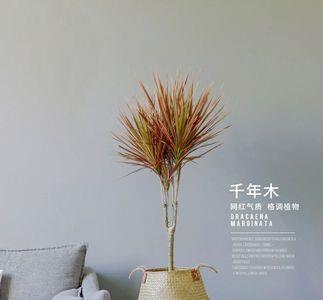 千年木长多高才好看