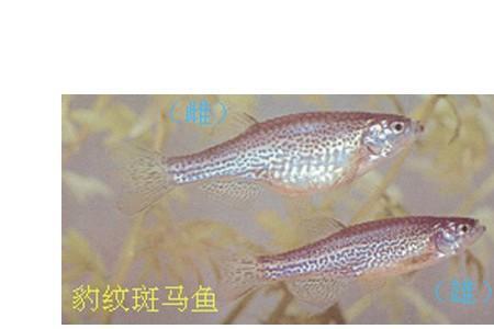 天使鱼和斑马鱼有什么区别