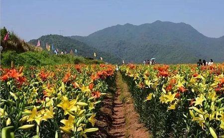 四川十月份种百合还能开花