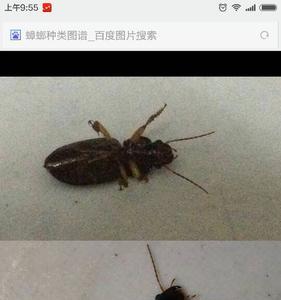 成都蟑螂为何那么大