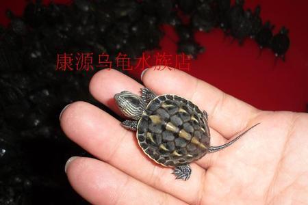 绿线龟是深水龟吗