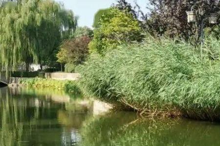 宾鸿大雁衔罗衫什么意思