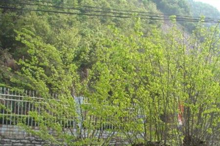 断河青和青檀树区别