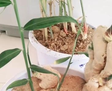 盆栽姜为什么烂掉