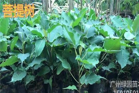 金刚树一般长在什么地方