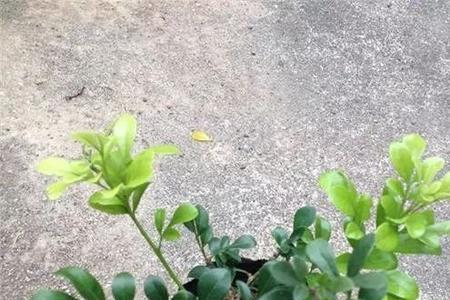 米兰一个月不浇水能死吗