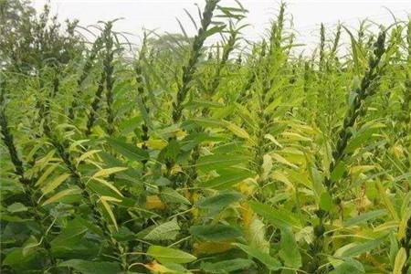 麻叶的芝麻啥时候放