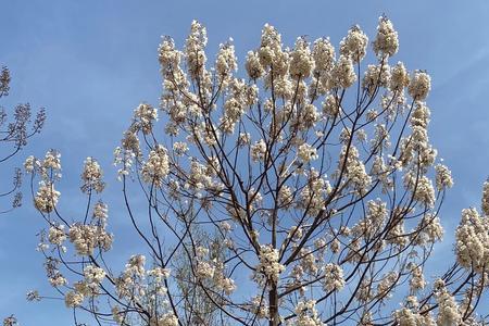 莫待来年花更好全诗