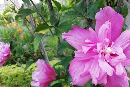 单层花木槿怎么修