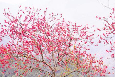 春意浓意思