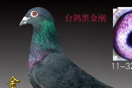 黑金刚鸽子是什么品种