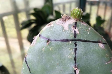 仙人柱长侧芽的时间