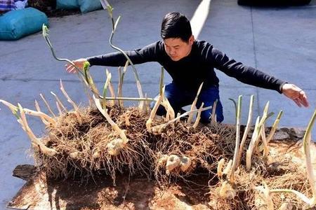 挖野生黄精犯法吗