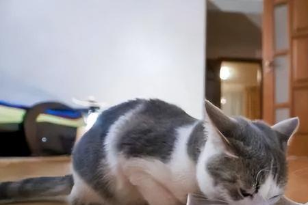 做生意的地方可以养猫吗