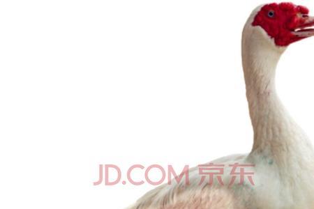 鸭子最短几天可杀