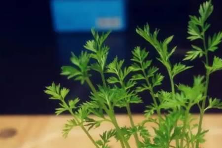 萝卜头再种土里能活吗