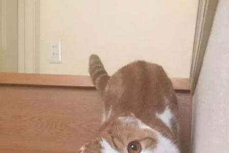 猫咪说嗯呐是什么意思