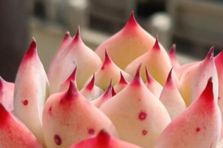 水蜜桃多肉花语