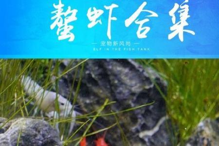 龙纹鳌虾好养吗