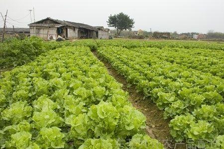 东莞10月份适合种什么蔬菜