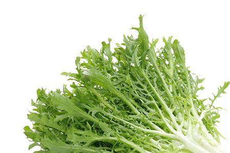 在屋里种苦菊生菜多少度最合适