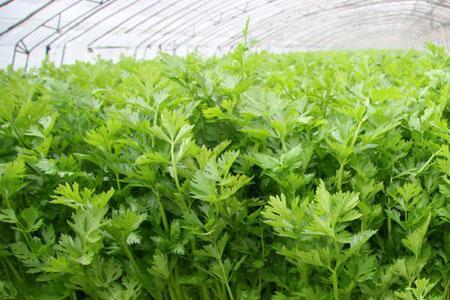 芹菜叶片萎缩怎么办