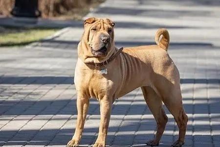 骨嘴沙皮犬耐寒性