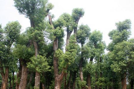 樟木怎么种植