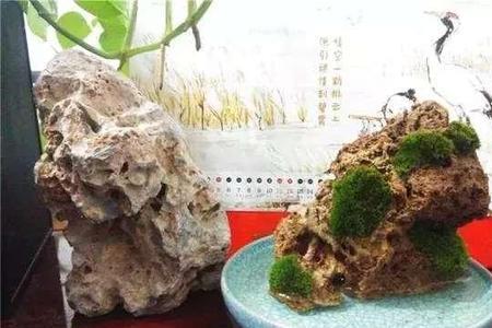 在野外哪里生长吸水石