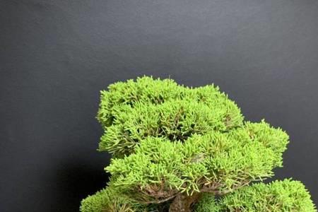 鱼川真柏寓意