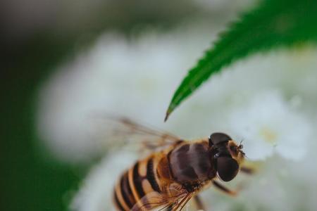 酒精可不可以喷洒在蜜蜂群里