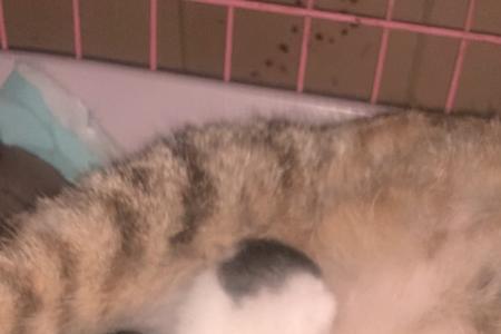 猫咪找窝什么时候生