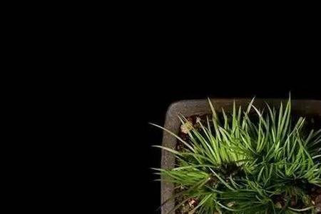 龟缸种水菖蒲用多大的火山石