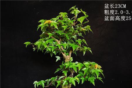 三角枫和唐枫哪个好