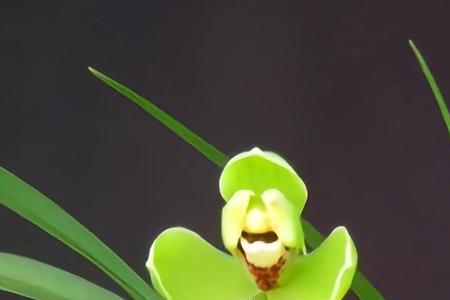 兰花两至三张叶是什么兰