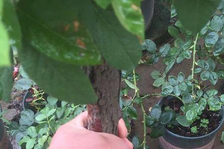 丘比特月季嫁接山木香效果