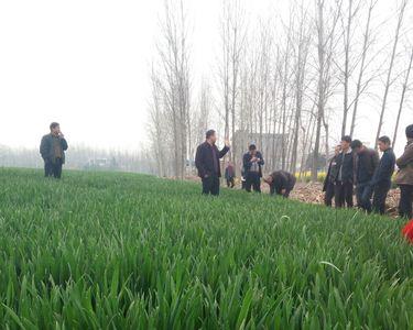 适合山东的中早熟小麦品种