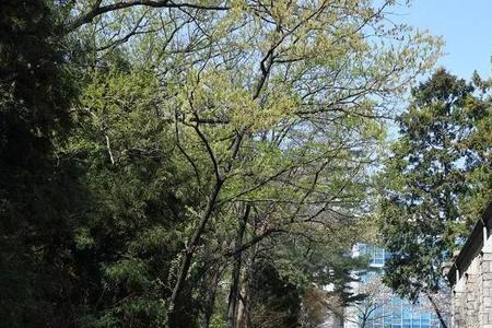 釜山大学世界排名